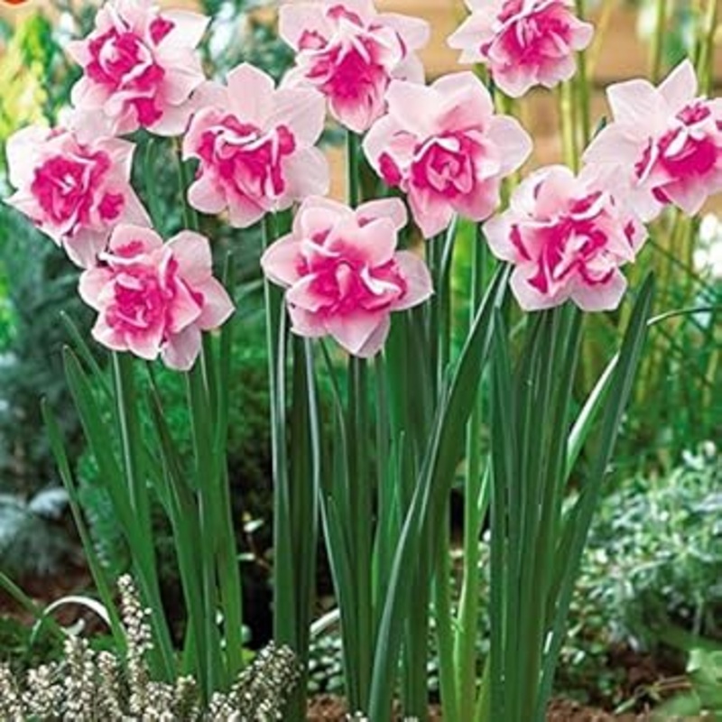 Pink Daffodils Flower Seeds for Planting  Heirloom, Non-GMO, Vibrant Blooms 100