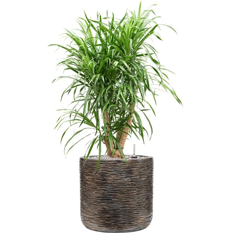 Pleomele ‘Anita’ in Baq Luxe Lite Universe Wrinkle Office Plant With Pot 80cm Height 24cm Dia