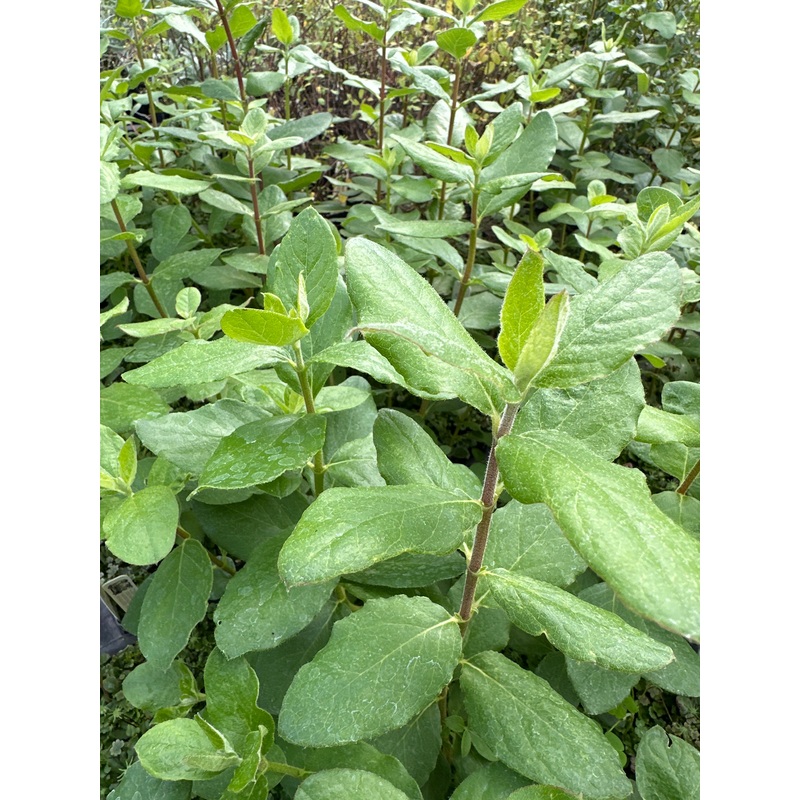 *RETAIL – Garrya elliptica 2g/$36