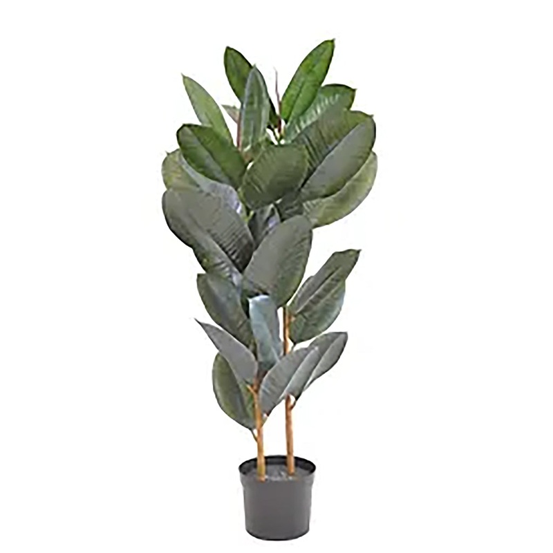 Rubber Plant 44In Everlasting