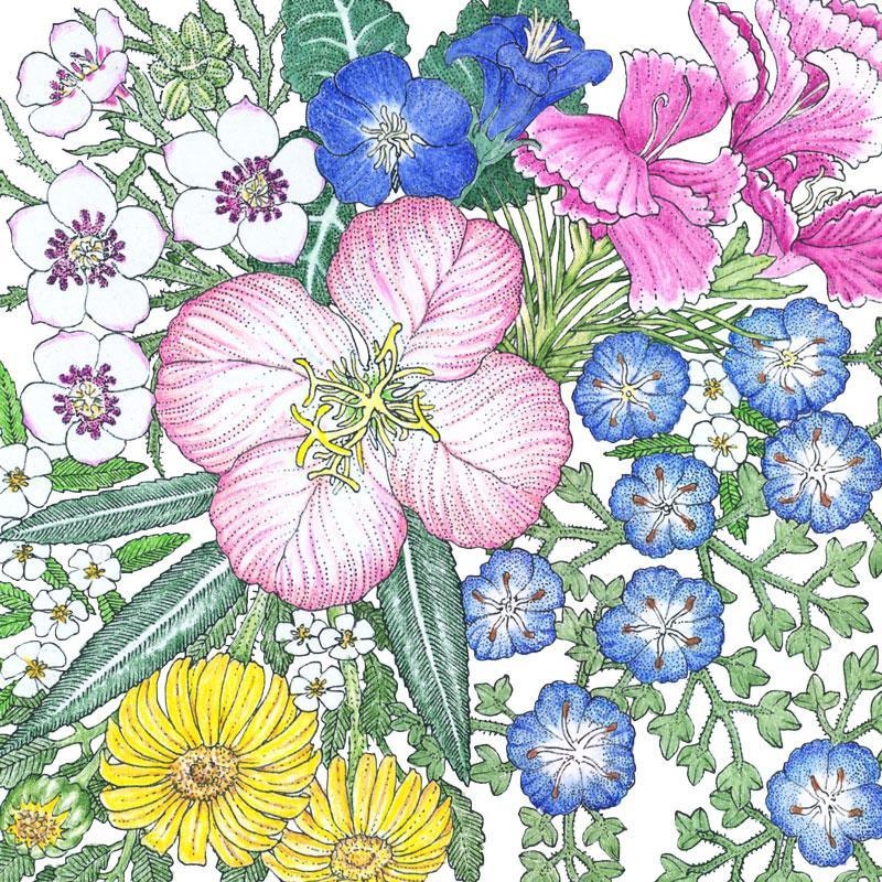 Southwest Native Wildflower Mix (1/4 lb)