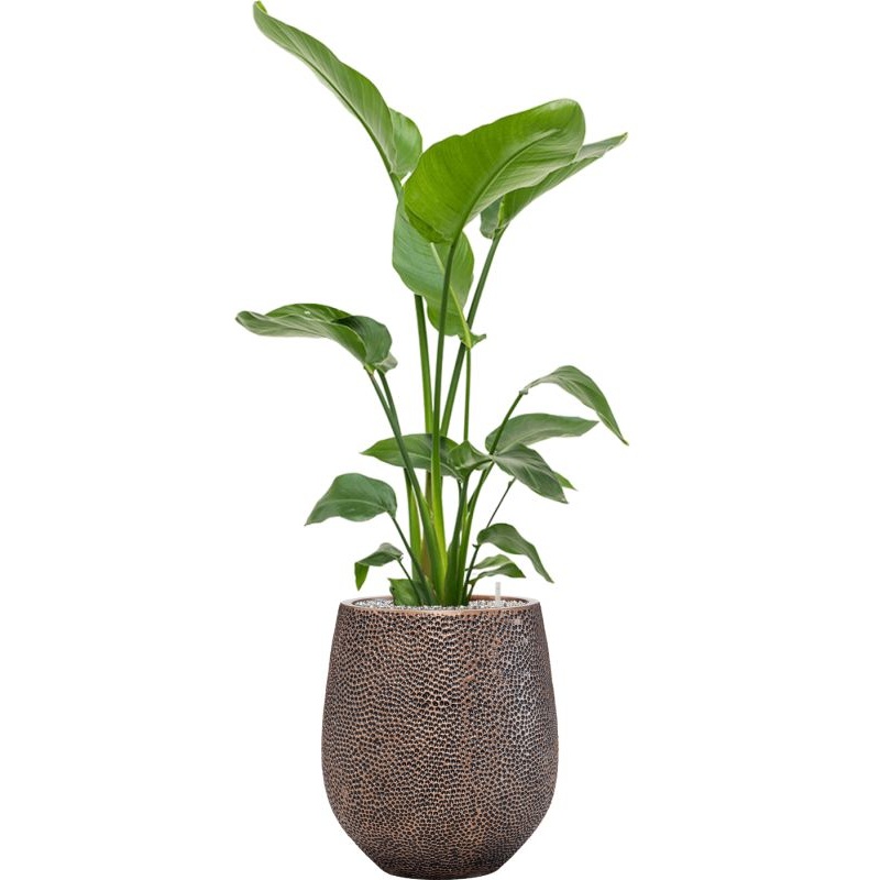 Strelitzia nicolai in Baq Opus Hit Office Plant With Pot 129cm Height 24cm Dia