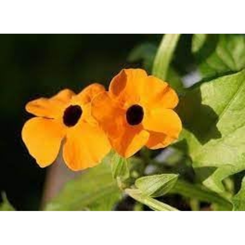 Thunbergia Alata Flower Seeds  Heirloom Non-GMO Seeds for Vibrant Climbing Garden Planting 100