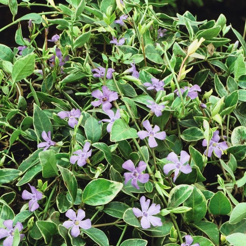 Vinca minor Argenteovariegata Shrub Plants 1 x 9cm Potted Plant