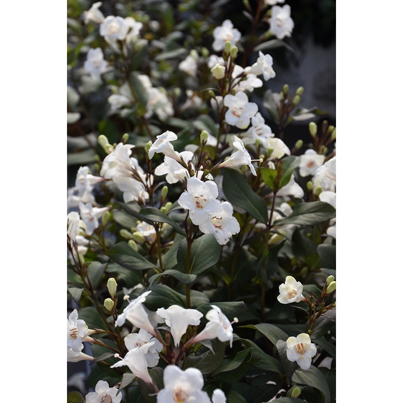 Weigela-Wine & Spirits 3C
