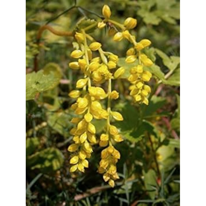 Yellow Chiastophyllum Flower Seeds for Planting – 100 100