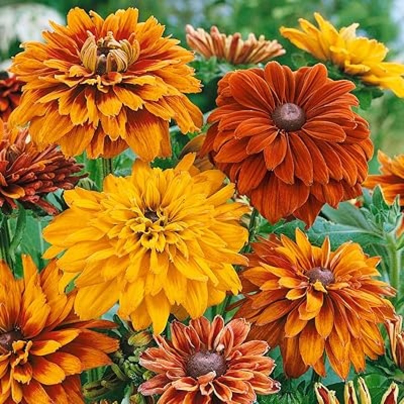Yellow Rudbeckia Goldstrum Flower Seeds for Planting 100 100