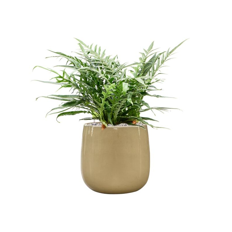 Aglaomorpha ‘Jim’ in Balloon Office Plant With Pot 67cm Height 24cm Dia