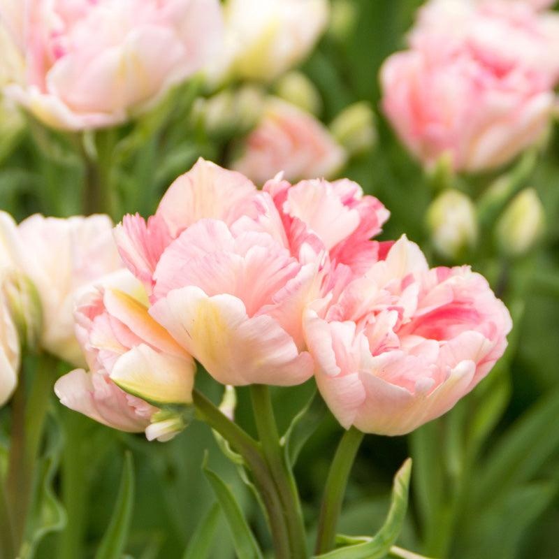 “Angelique” Double Late Tulip Bulbs (Pack of 8)
