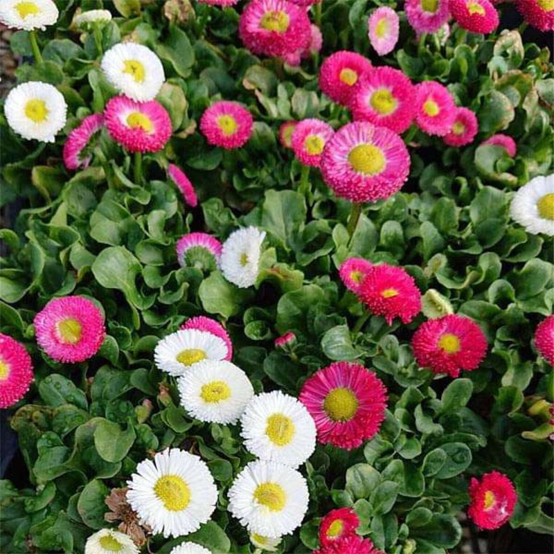 Bellis Perensis, Daisy Mixed Color – Flower Seeds