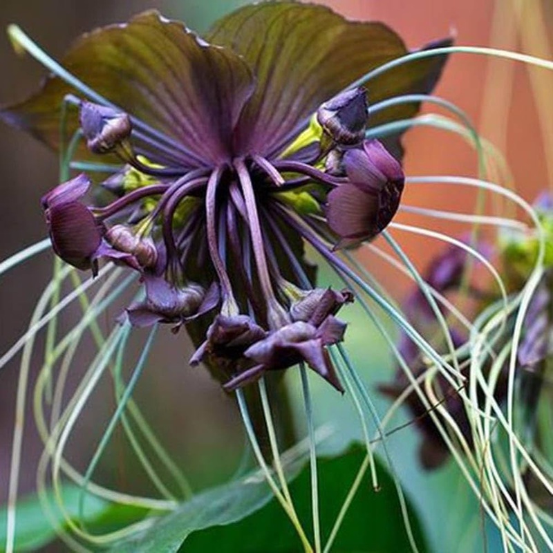 Black Chantrieri Flower Seeds  Heirloom Non-GMO Bat Lily Seeds for Tropical Garden Displays 100
