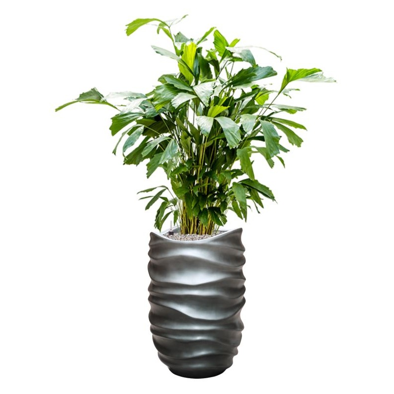 Caryota mitis in Baq Gradient Lee Office Plant With Pot 144cm Height 27cm Dia