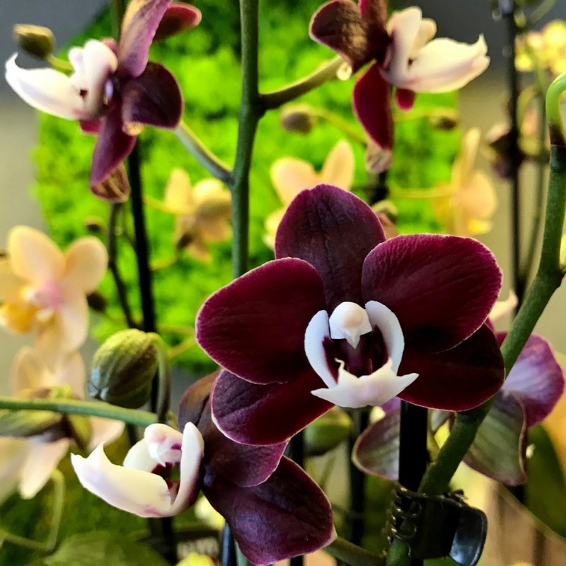 Chocolate Phalaenopsis Orchid Flower Seeds for Planting – Non GMO seeds 100