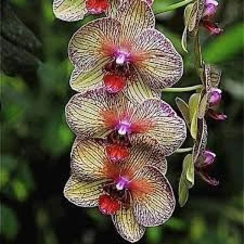 Cymbidium Orchid Seeds – Heirloom Non-GMO Planting Seeds 100