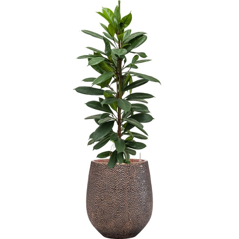 Ficus cyathistipula in Baq Opus Hit Office Plant With Pot 124cm Height 24cm Dia