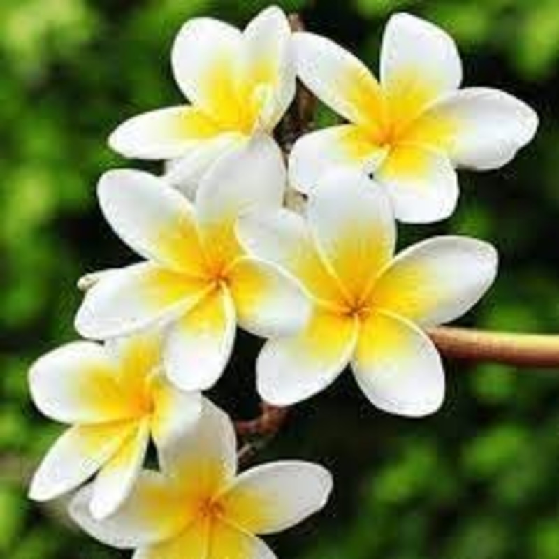 Frangipani Flower Seeds  Heirloom Non-GMO Plumeria Seeds for Unique Tropical Gardens 100
