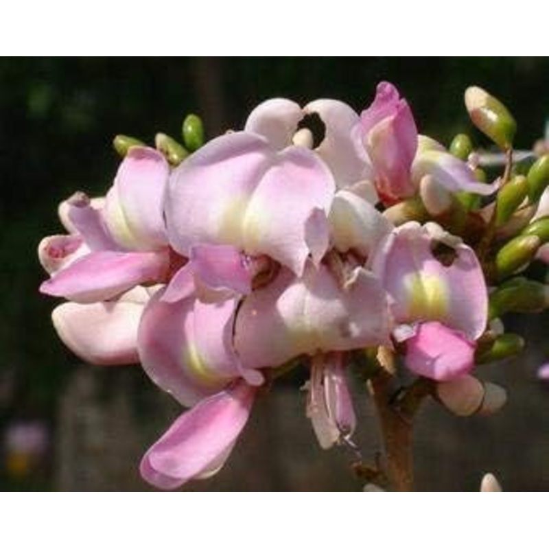 Fresh Gliricidia Maculata Madre de Cacao Seeds for Planting 100