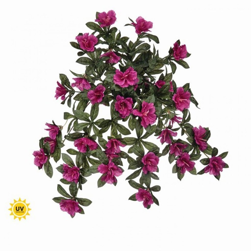 Hanging Azalea Plant White Everlasting