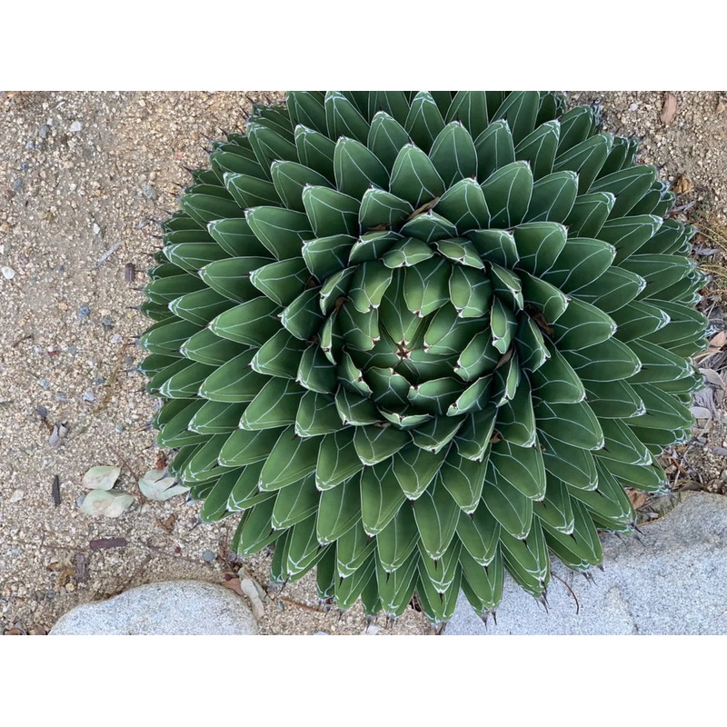 Heirloom Agave Victoriae Plant Seeds, Non-GMO Compact Succulent for Drought-Tolerant Garden Planting 100