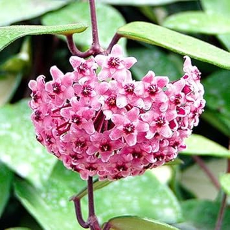 Heirloom Non-GMO Hoya Carnosa Flower Seeds  Fragrant Tropical Flower Seeds for Planting 100