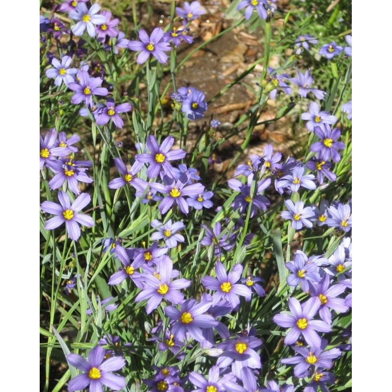 Heirloom Non-GMO Sisyrinchium Montanum Flower Seeds for Planting  Delicate Blue Perennial Garden Blooms 100