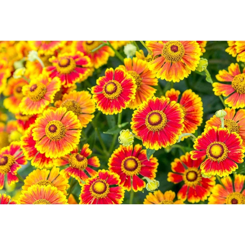 Helenium Flower Seeds Heirloom Non GMO Planting – 100 100