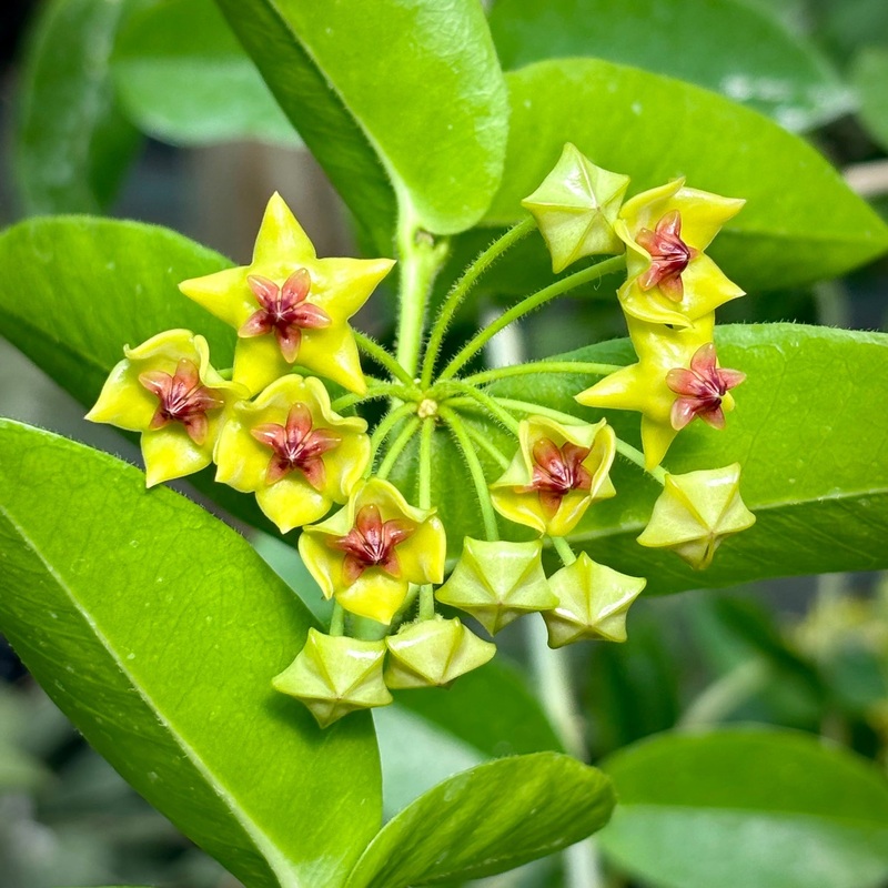 Hoya Carnosa Flower Seeds  Heirloom Non-GMO Seeds for Garden Planting 100