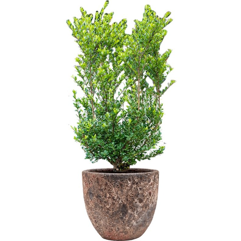 Ilex crenata ‘Dark Green’ in Baq Lava Office Plant With Pot 112cm Height 30cm Dia