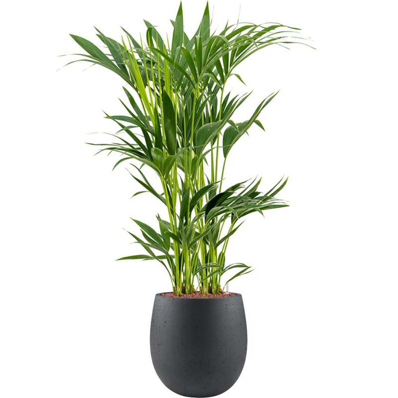 Kentia (Howea) forsteriana in Grigio Office Plant With Pot 111cm Height 23cm Dia