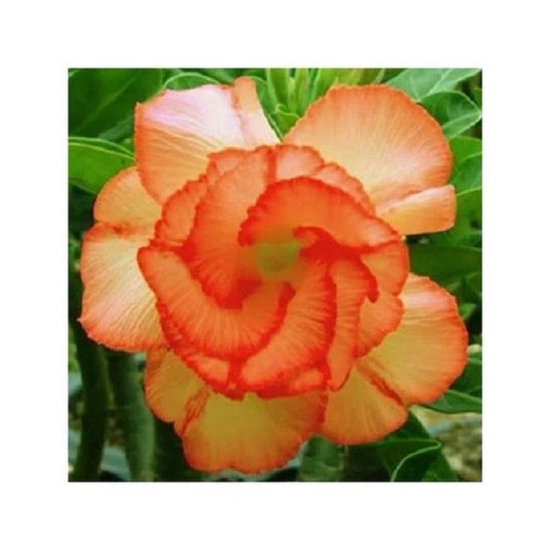 Orange Adenium Flower Seeds for Planting – NON GMO Seeds 100