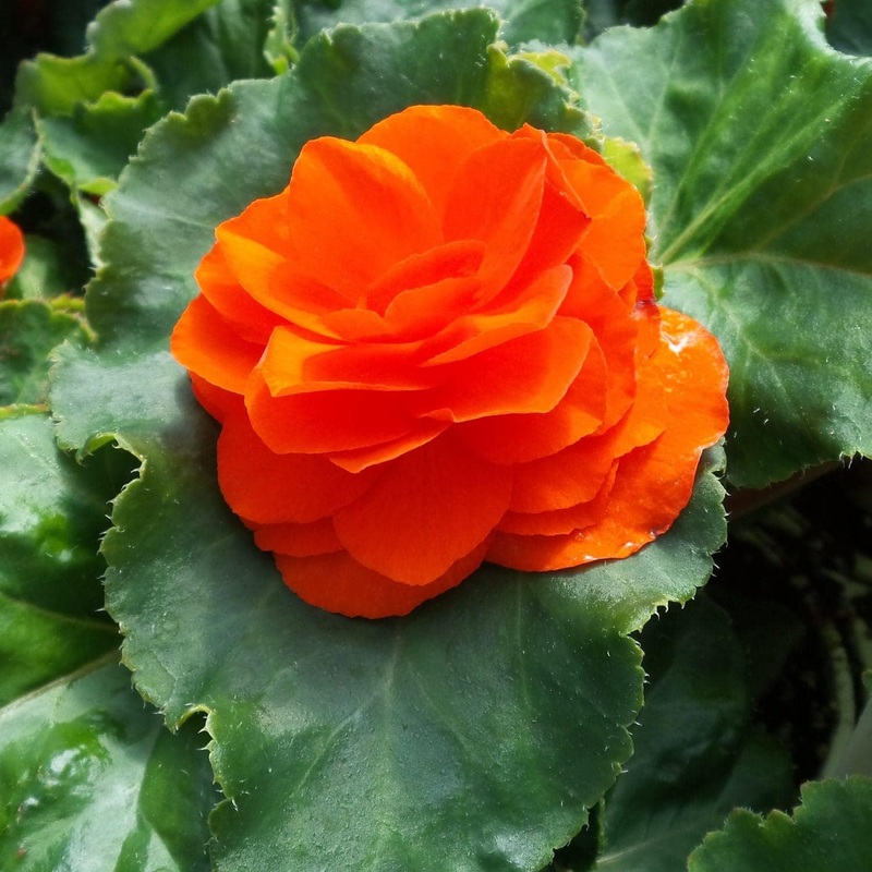 Orange Begonia Flower Seeds for Planting – NON GMO Seeds 100