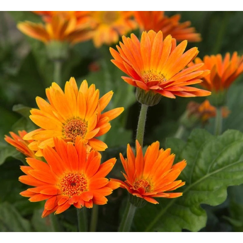 Orange Marguerite Flower Seeds for Planting – 100 100