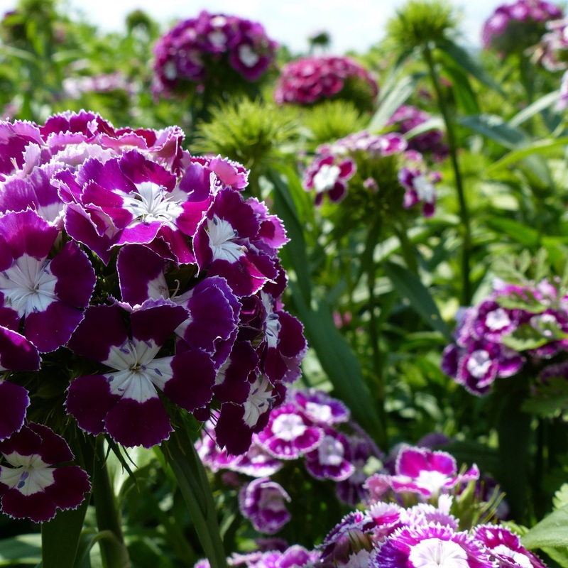 Organic Dianthus Flower Seeds Purple & White for Planting  Heirloom, Non-GMO 100