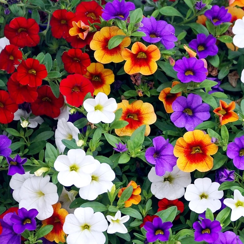 Organic Heirloom Mixed Calibrachoa Flower Seeds  Non-GMO Vibrant Seeds for Planting 100