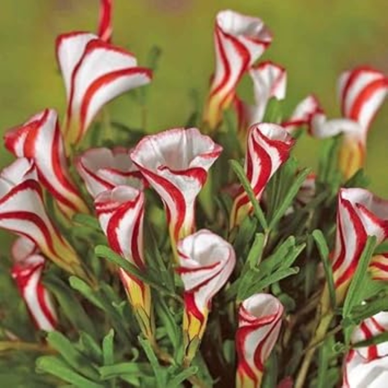 Oxalis Versicolor Flower Seeds – 100 pcs 100