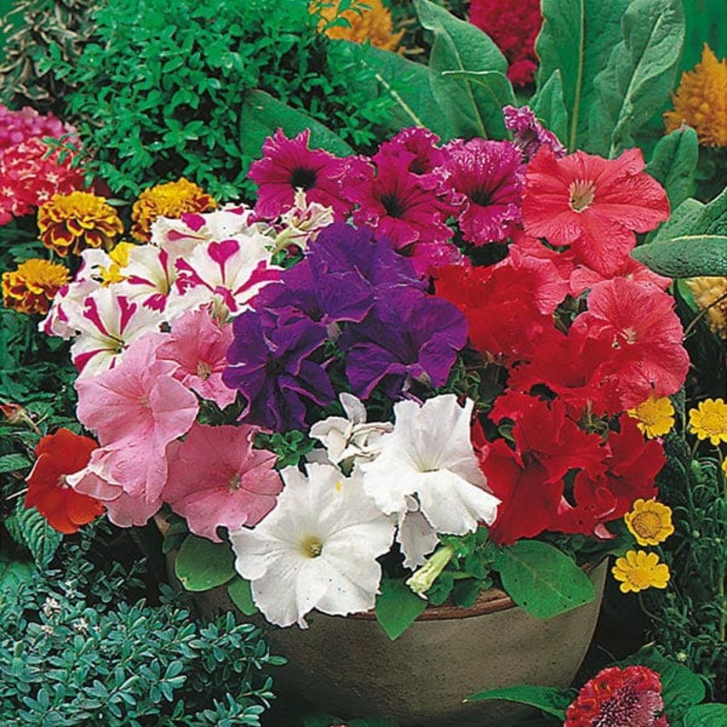 Petunia Mr F’s Grandiflora Mixed F1 Seeds