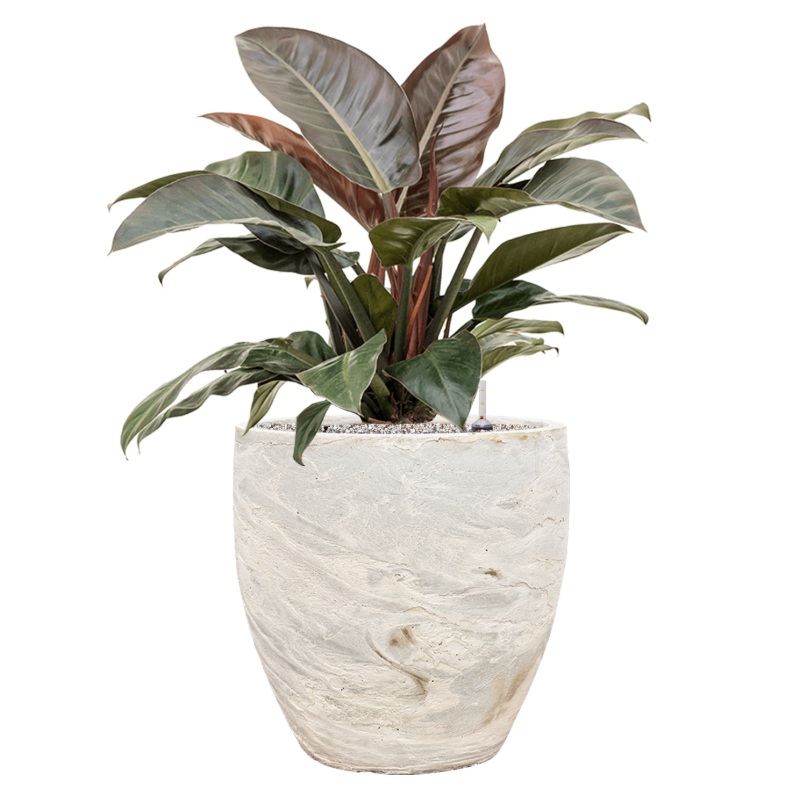 Philodendron `Imperial Red’ in Baq Algar Office Plant With Pot 92cm Height 43cm Dia
