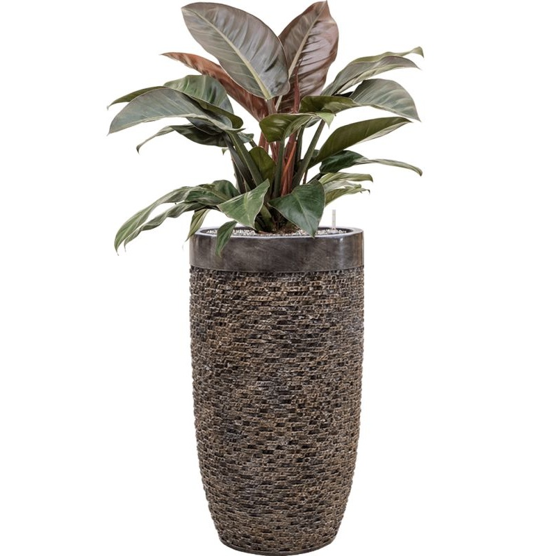 Philodendron `Imperial Red’ in Baq Luxe Lite Universe Layer Office Plant With Pot 117cm Height 32cm Dia