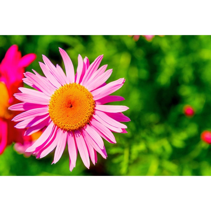 Pink Robinsons Flower Seeds for Planting – NON GMO Seeds 100