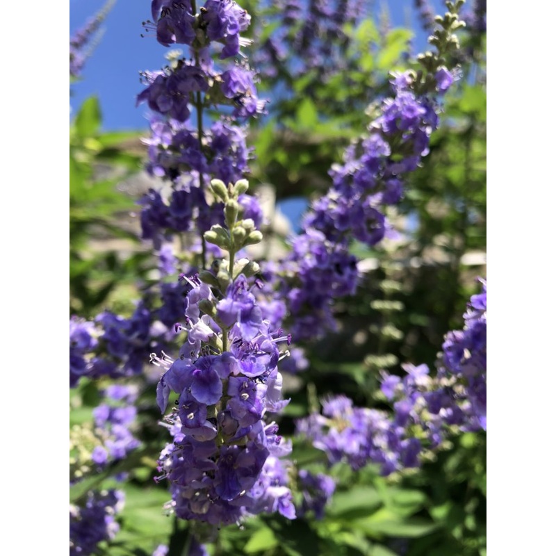 Purple Angus Castus Flower Seeds for Planting – 100 100