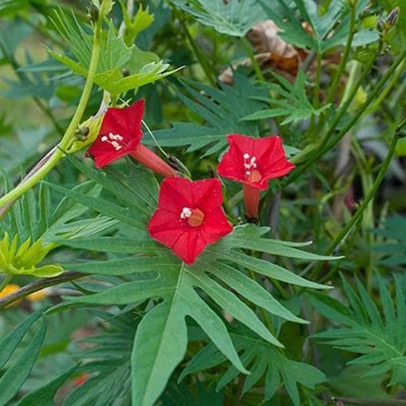 Red Cardinal Climber Seeds for Planting, NON GMO Seeds 100