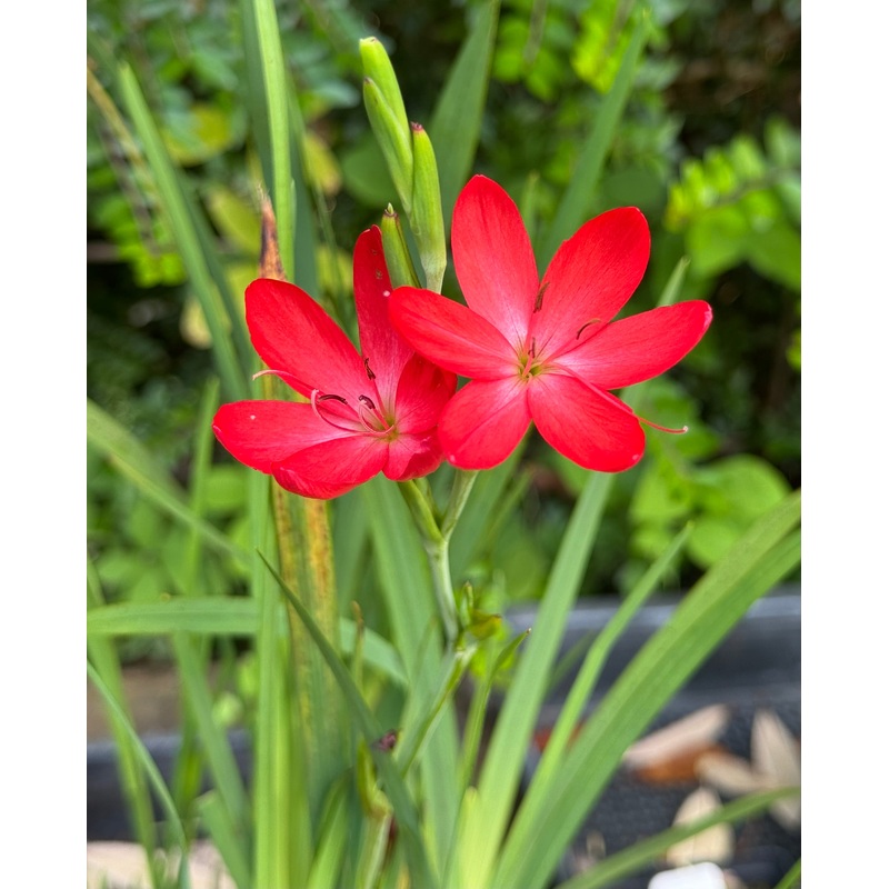 *RETAIL – Schizostylis coccinea ‘Oregon Sunset 1g/$16