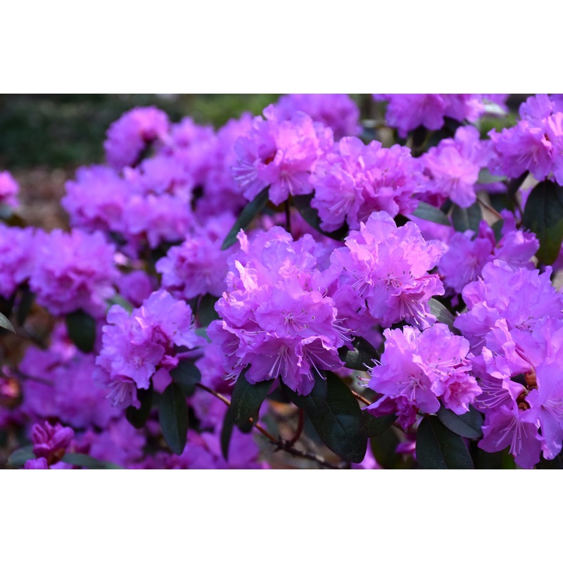 Rhododendron-PJM Elite 3C