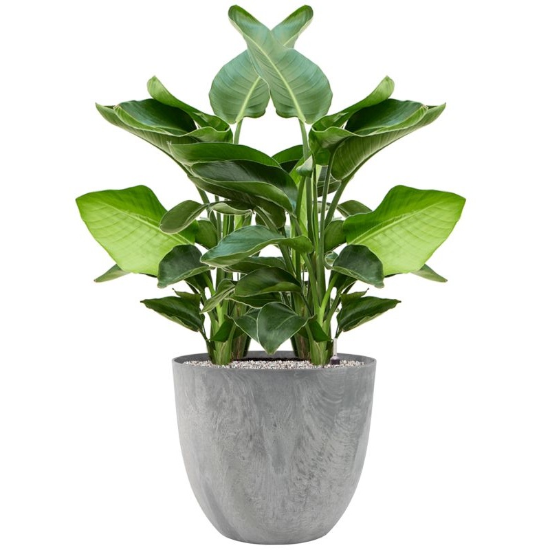 Strelitzia nicolai in Artstone Office Plant With Pot 106cm Height 42cm Dia