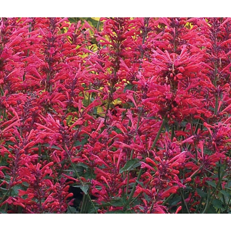 Agastache Cana Flower Seeds for Planting – NON GMO Seeds 100