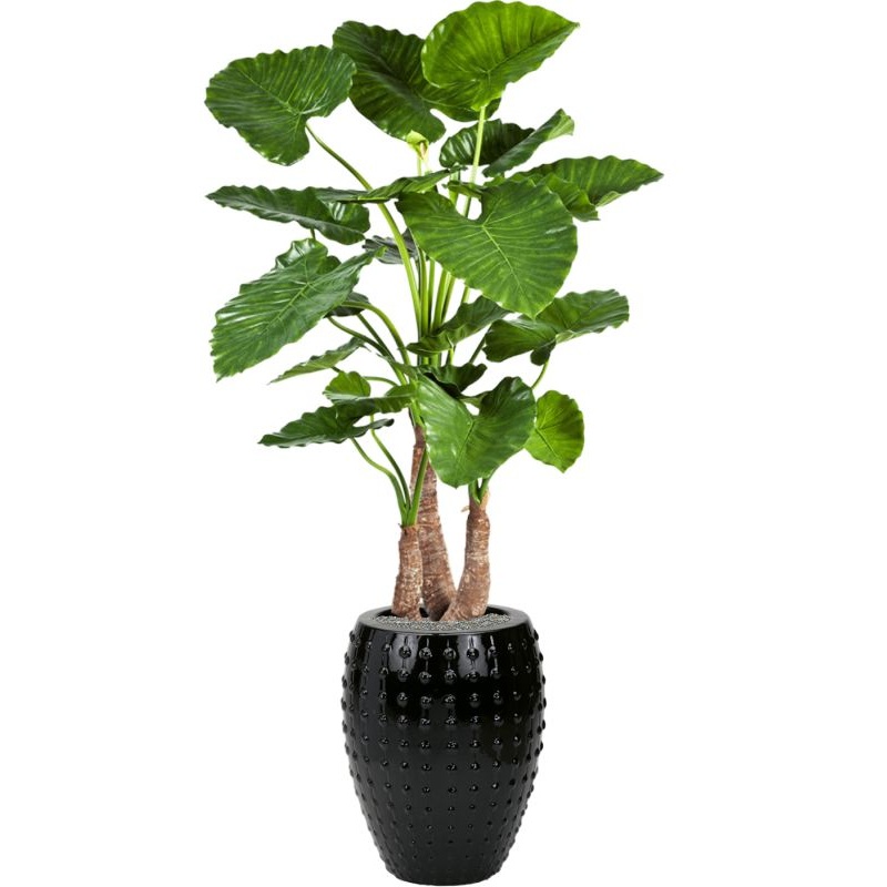 Alocasia calidora in Laos Office Plant With Pot 171cm Height 29cm Dia