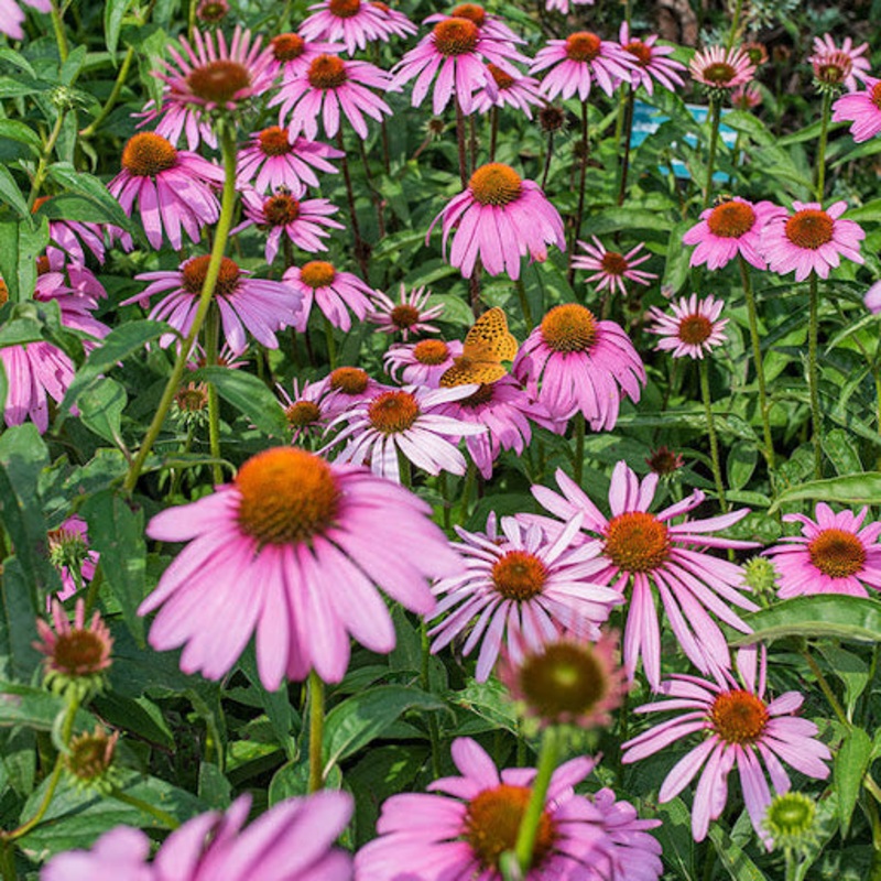Baby Pink Echinacea Wildflower Seeds for Planting – To attract Pollinators and Butterflies, Heirloom Seeds 100