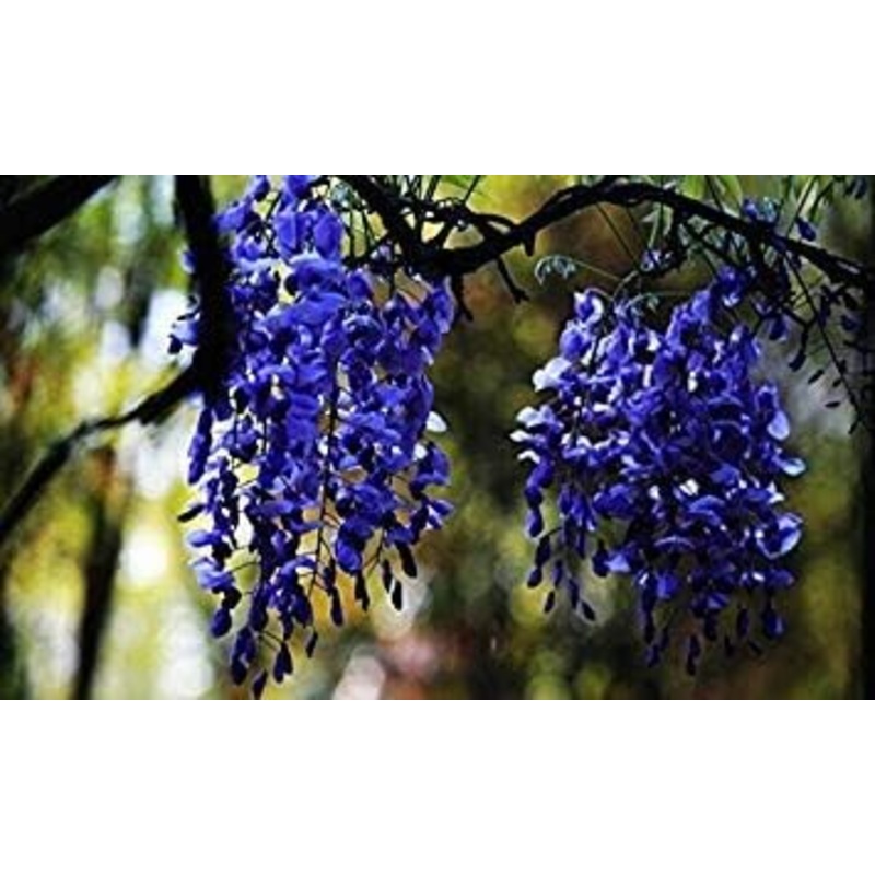Blue Wisteria Flower Planting Seeds for Garden NON GMO Seeds 100