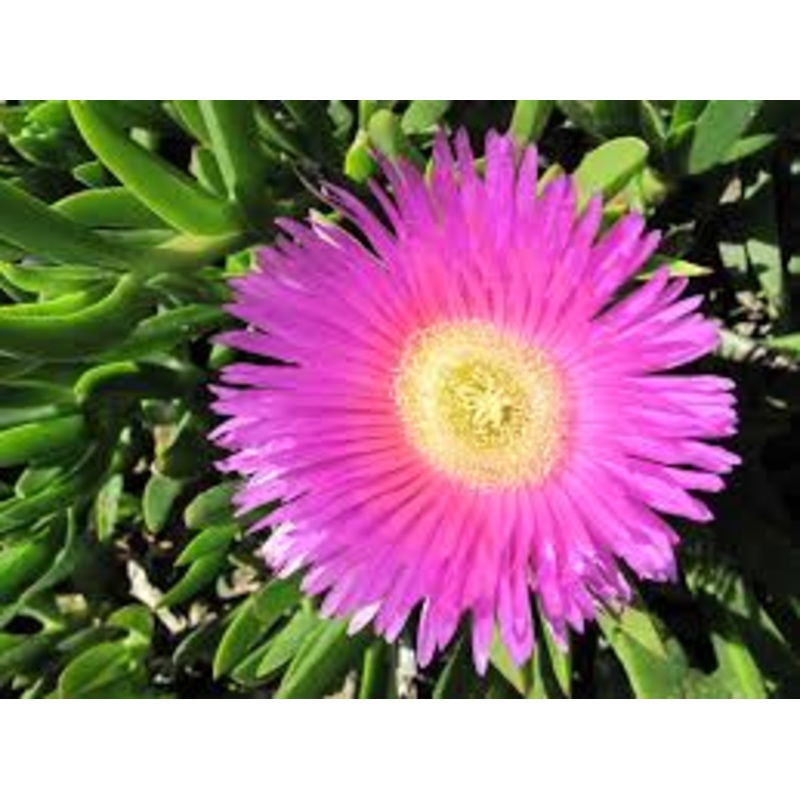 Carpobrotus Flower Seeds for Planting – 100 pcs 100