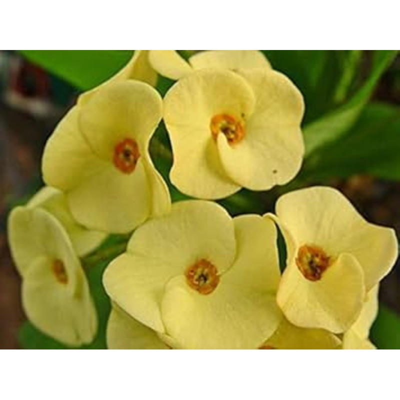 Crown of Thorn Flower Seeds for Planting NON GMO Seeds 100